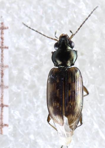 Réf. 325 535 : Bembidion varium